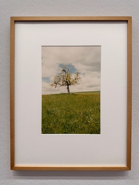 Foto eines Fotos eines blühenden Baumes auf einer grünen Wiese von Jitka Hanzlová