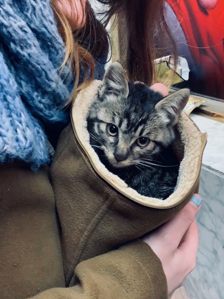 the cutest little kitten in a fluffy hat