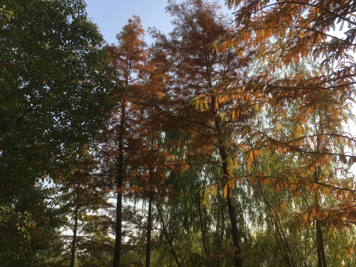 Herbst in Nanjing I