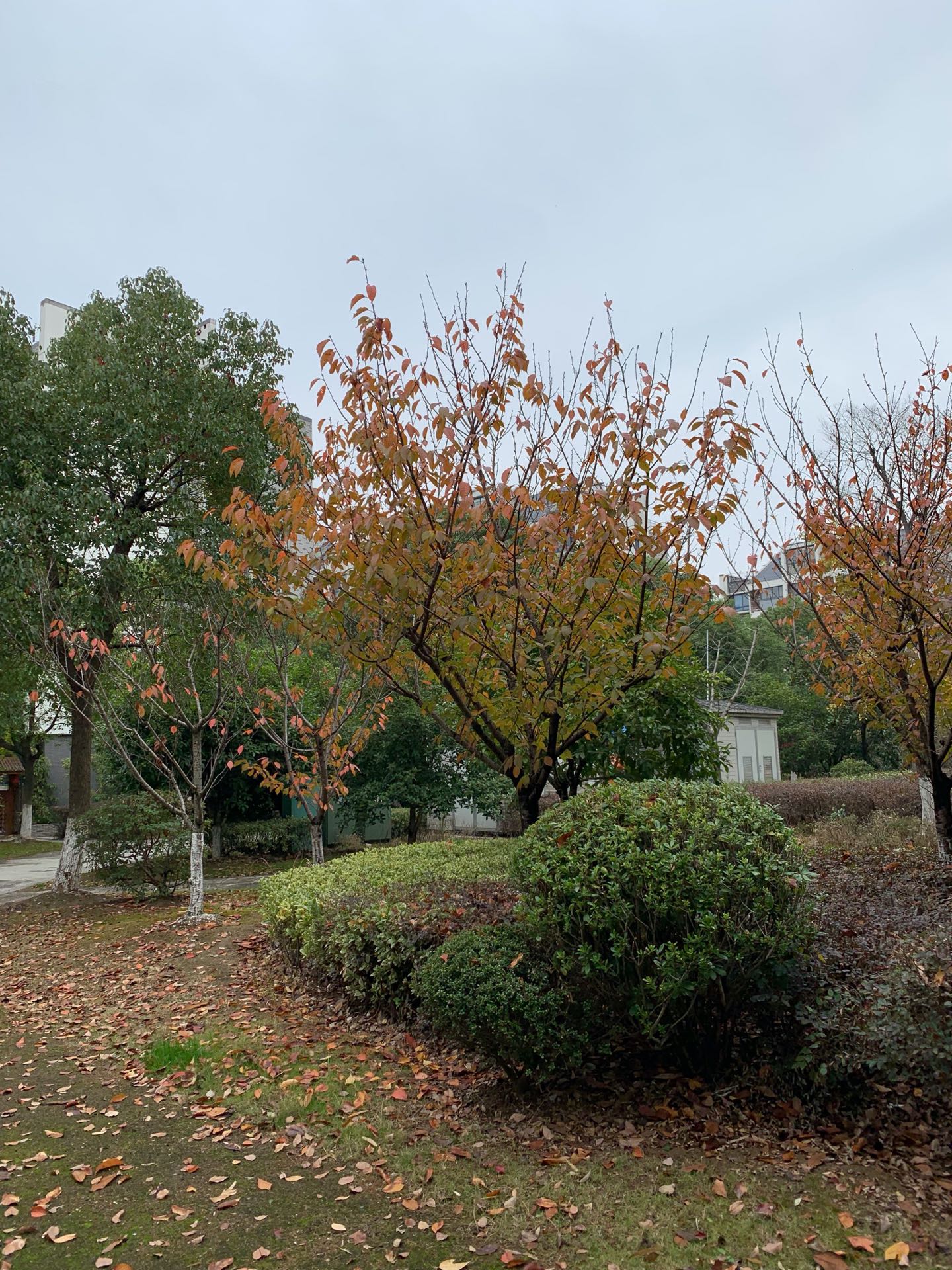 Herbst in Nanjing II