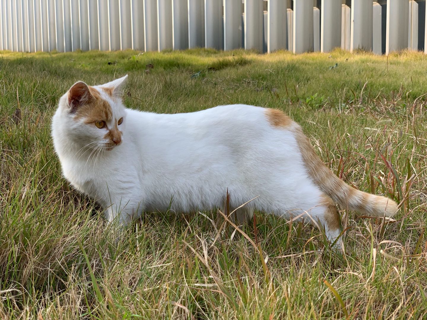 Cats of Nanjing I