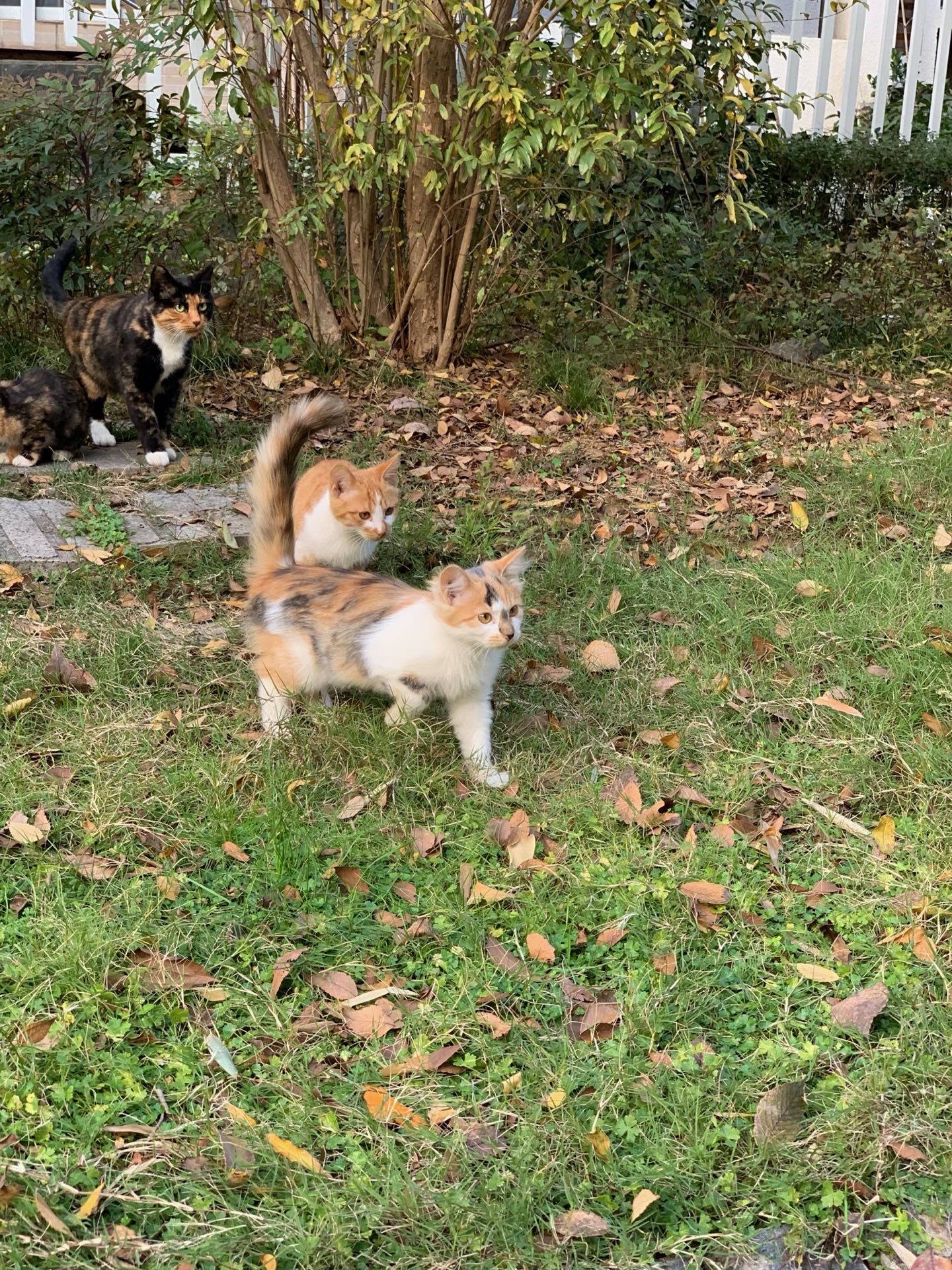 Cats of Nanjing II