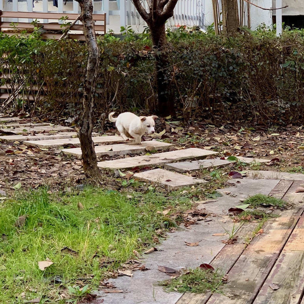 niedlicher kleiner Hund